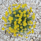 Slamienka / Helichrysum Italicum - Inevita.sk