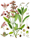 Šalvia lekárska / Salvia Officinalis - Inevita.sk